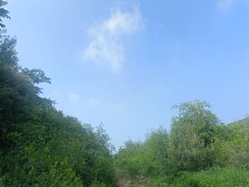 山间树木