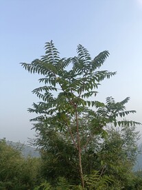 树木植物