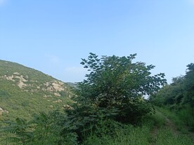 高山树木