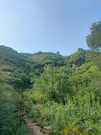 森林小路