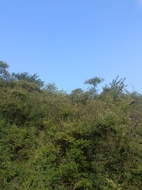 清晰的树木