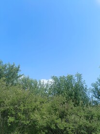 小树林