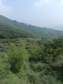 满山树木