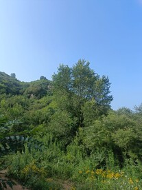 森林