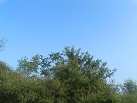 山上一棵树木