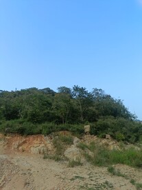 山路树林