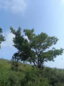 一棵树