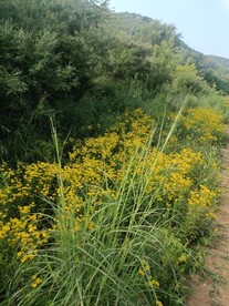 山林花