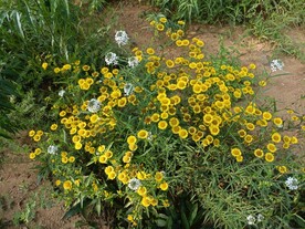 山上黄花