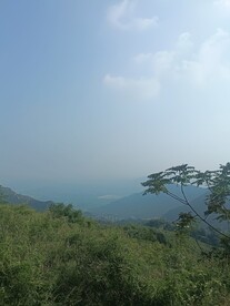 空中的树木