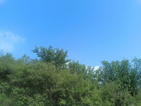 树林