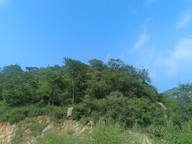 半山树木