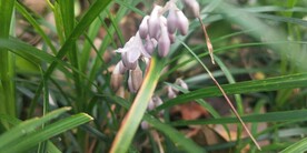 沿阶草花