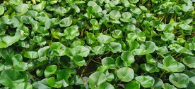 园林花草
