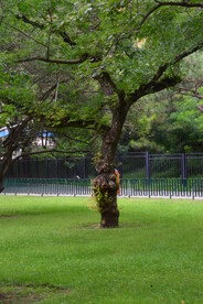 公园风景