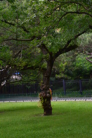 公园风景 