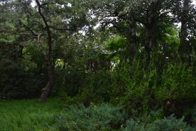 公园风景 
