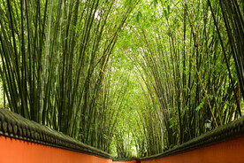 户外竹林竹子自然