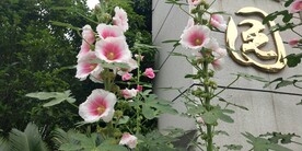 蜀葵花图片