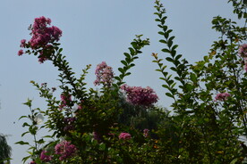  公园风景