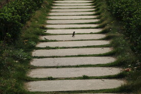 石板路跟小鸟