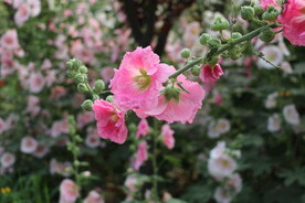 花丛