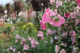 花丛
