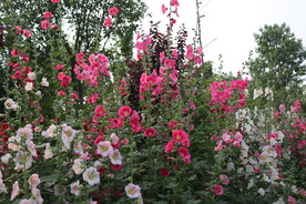 花丛
