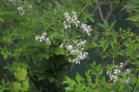 野花