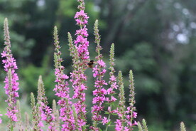 蜜蜂