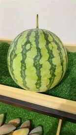 西瓜