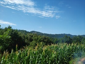玉米山地
