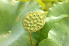 莲蓬莲子