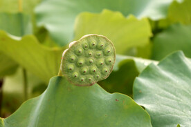莲蓬莲子