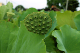 莲蓬莲子