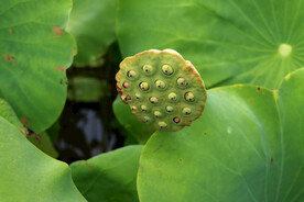 莲蓬莲子