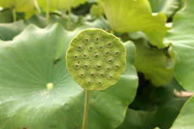 莲蓬莲子