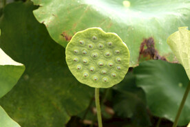 莲蓬莲子