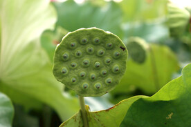 莲蓬莲子