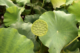 莲蓬莲子