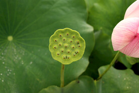 莲蓬莲子