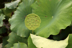 莲蓬莲子