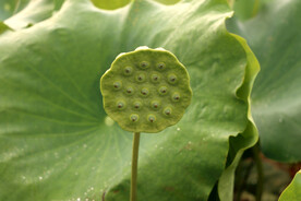 莲蓬莲子