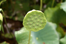 莲蓬莲子