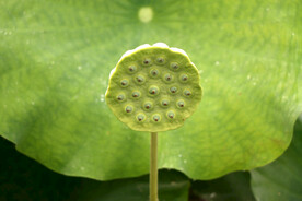 莲蓬莲子