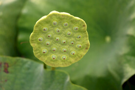 莲蓬莲子