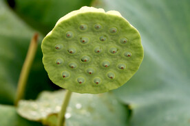 莲蓬莲子