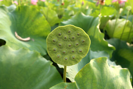 莲蓬莲子