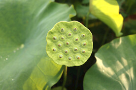 莲蓬莲子