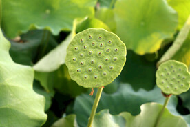 莲蓬莲子